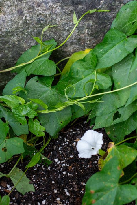 Dealing With Bindweed – The Best Approach to Eliminate It